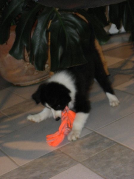 Atiya Muadhnait-Border Collie - foto povečava