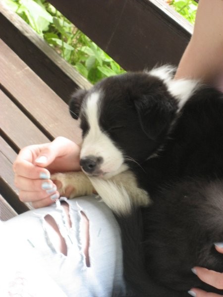 Atiya Muadhnait-Border Collie - foto