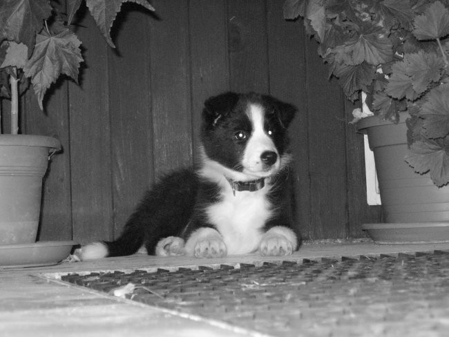 Atiya Muadhnait-Border Collie - foto povečava