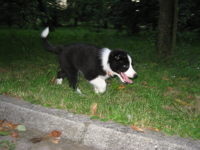 Atiya Muadhnait-Border Collie - foto povečava