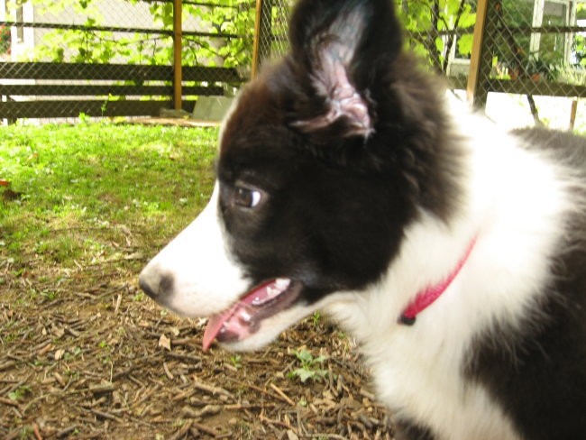 Atiya Muadhnait-Border Collie - foto povečava