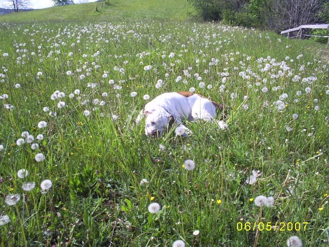 MAJ 2007 - foto povečava