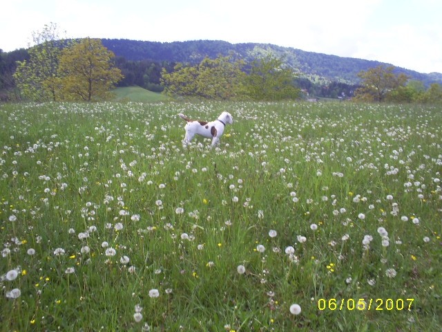 MAJ 2007 - foto povečava