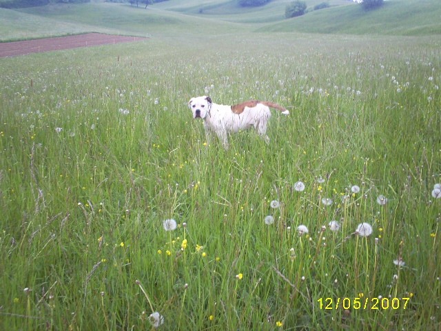 MAJ 2007 - foto povečava