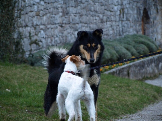 Štanjel 2008 - foto povečava