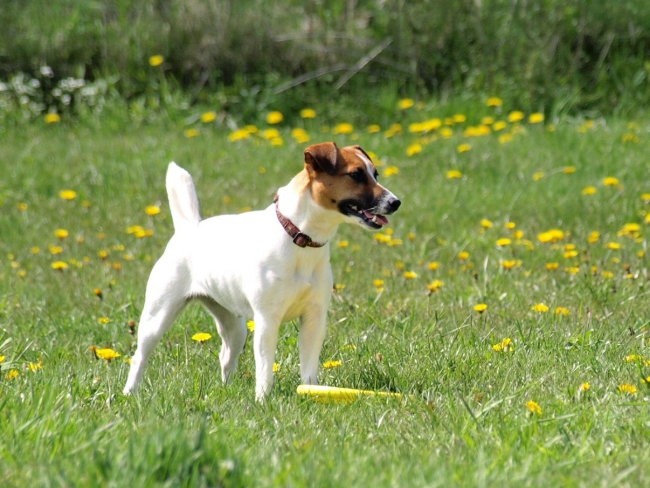 Frisbee seminar-Barje 20.4.2oo8 - foto povečava