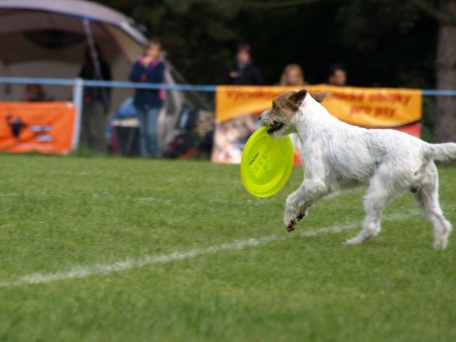 Dogfrisbee EC 2008 - foto povečava