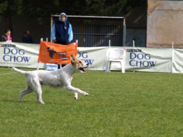 Dogfrisbee EC 2008 - foto