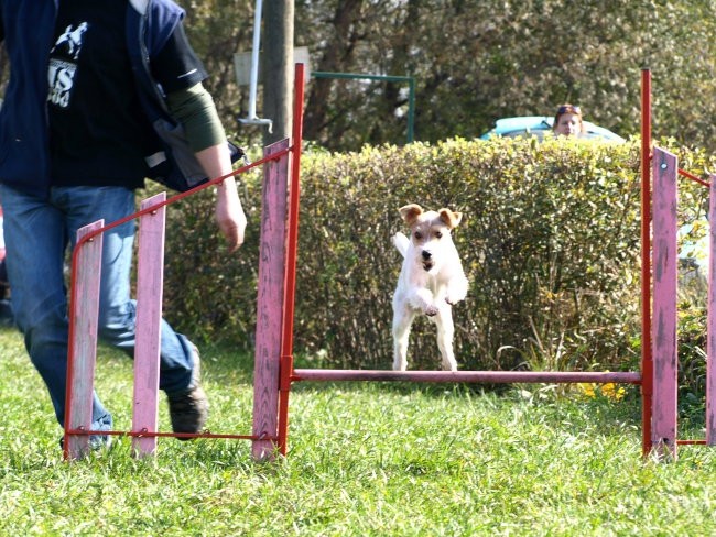 Agility - foto povečava