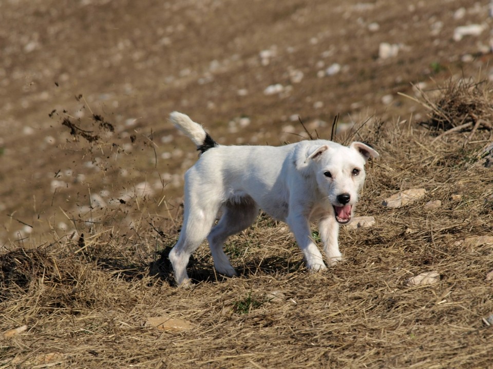 Kalški greben, 25.10.2008 - foto povečava