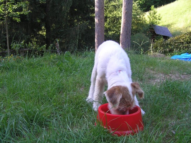 Plužnje 25.6.2007 - foto povečava