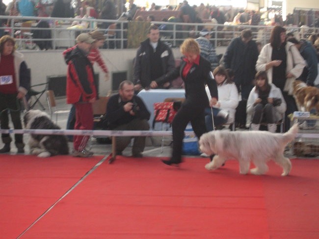 Cacib Beograd 05 - foto povečava