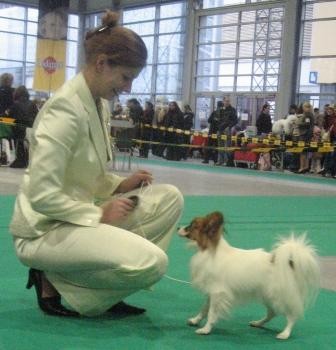 Poznan - papillons - foto