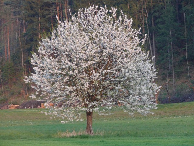 Cvetočo drevo