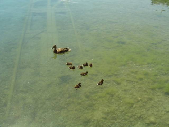 Račkyce na blejskmu jezeru 