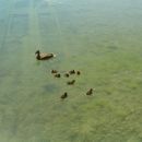 račkyce na blejskmu jezeru 