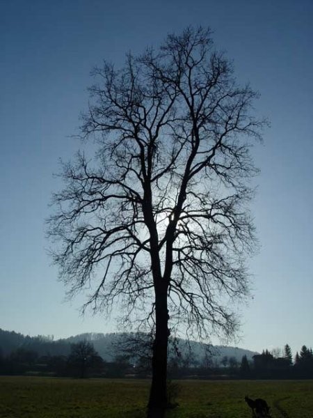 Mix - foto povečava