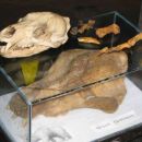 Lobanja rjavega medveda in lobanja  izumrlega jamskega medveda (v vitrini)