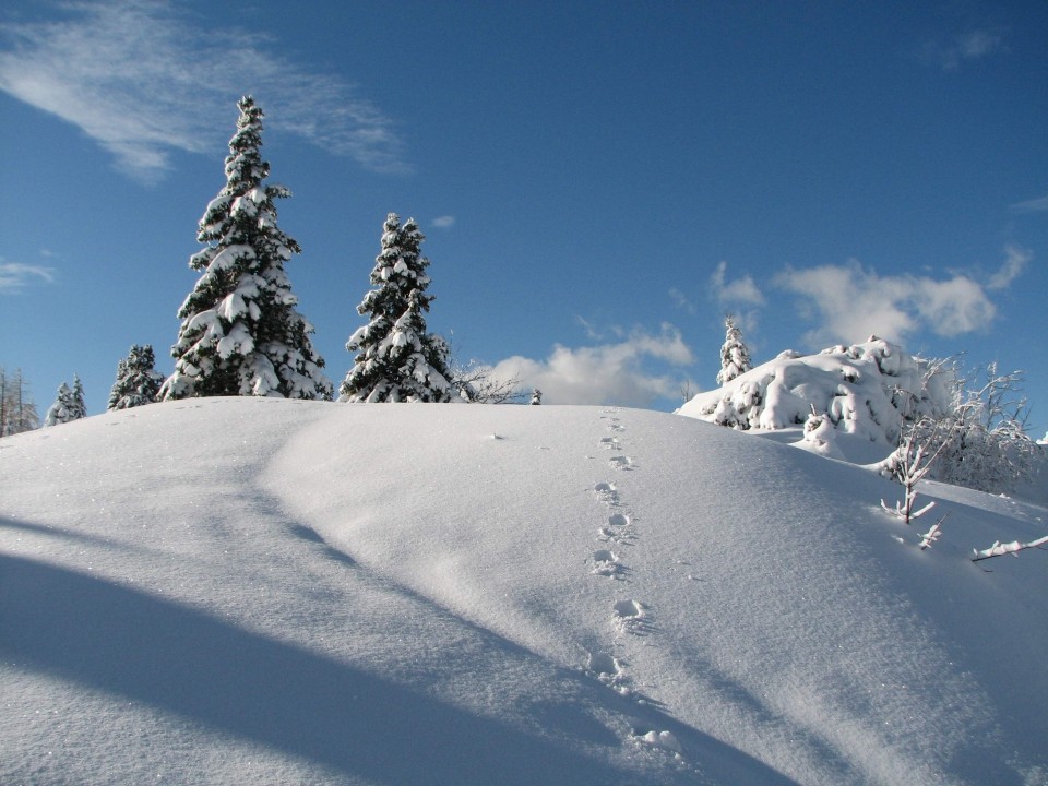 VELIKA PLANINA - foto povečava