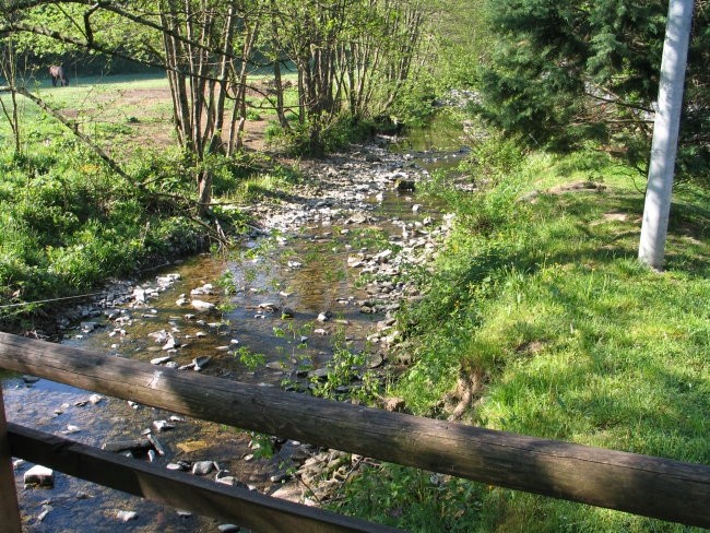 Volovja reber april 2007 - foto povečava