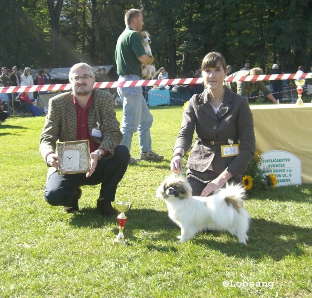 TIBETAN SPANIEL - samica, razred mladih - LOBSANG CA-BA MO - PRM, klubska prvakinja