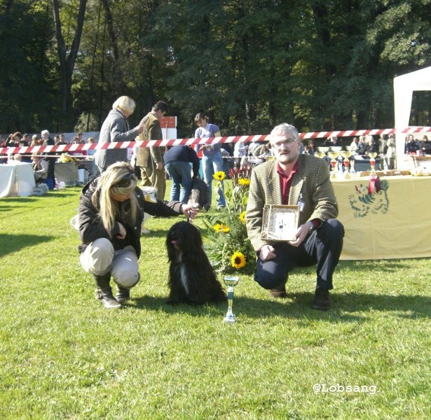 TIBETAN TERRIER, samec, razred mladih  - SEM SKY BU SHI RGYU MED PA - PRM, mladi klubski p