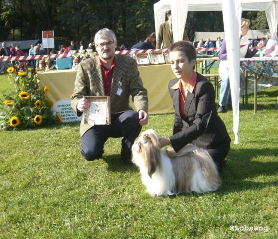 SHIH - TZU, samica, vmesni razred - KALSANG RINCHEN-PAMO - CAC, klubska prvakinja