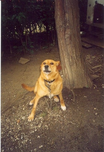 Tipa 2 - foto povečava