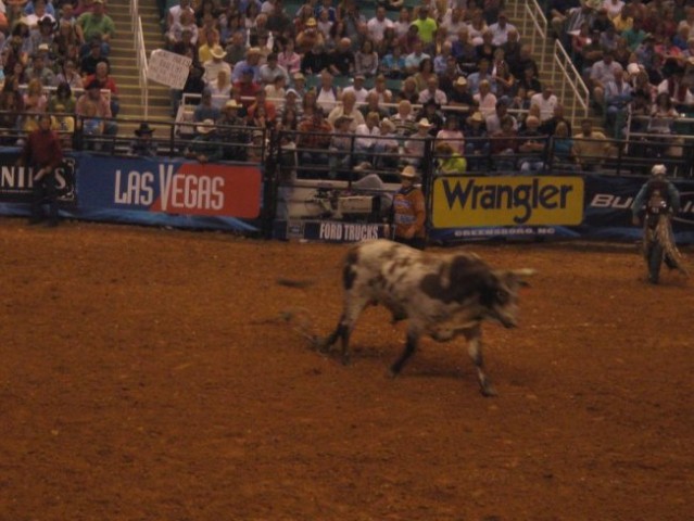 Bull Riding - foto
