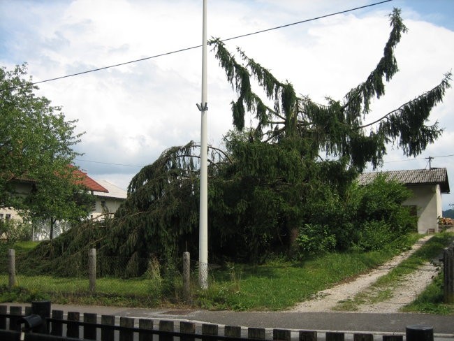 Neurje Vodice 13.7.08 - foto povečava