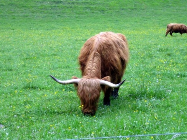 Logarska 2007 - foto