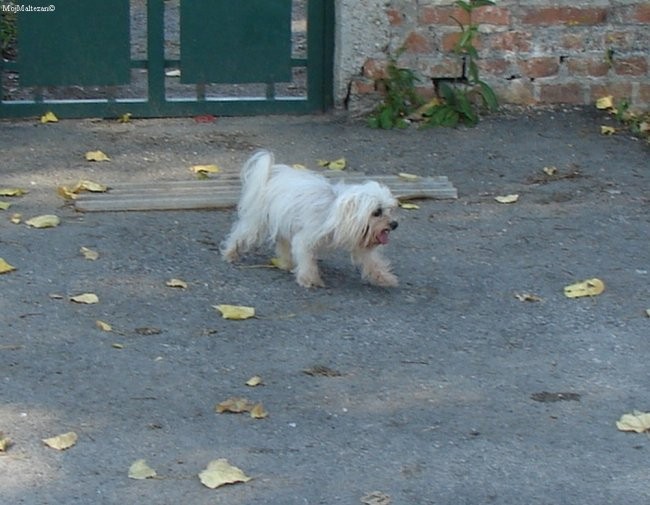 1.maltežanijada, 28.7.07 - foto povečava