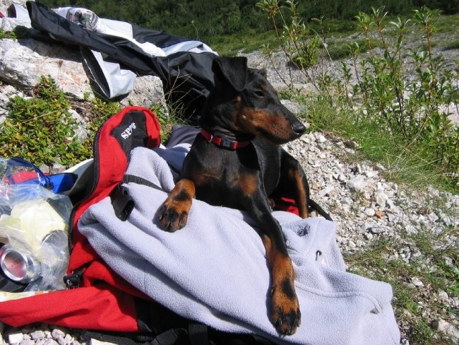 Casper na pol poti na planinarjenju