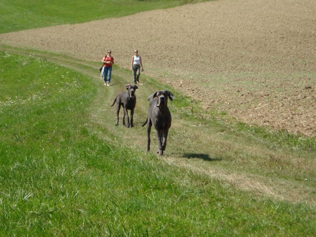 Alf in prijatelji - foto povečava