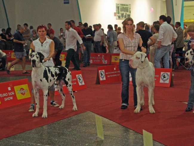 Eurodog show Zagreb - foto povečava