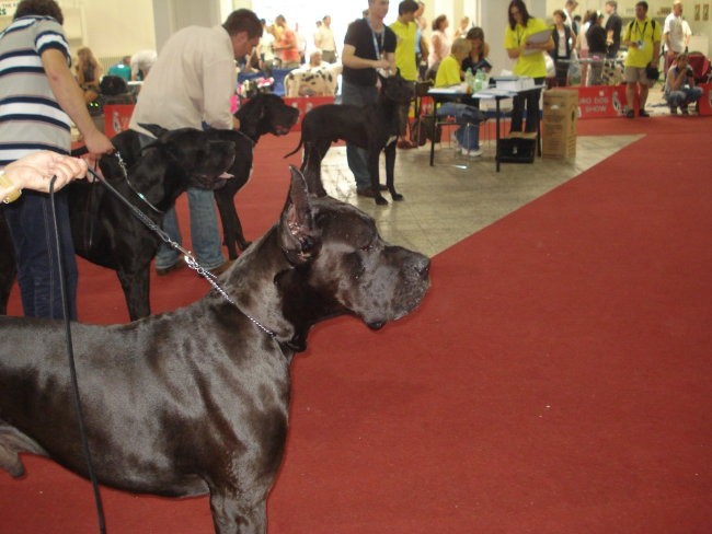 Eurodog show Zagreb - foto povečava