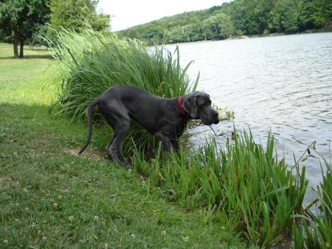 Alf na jezeru - foto povečava