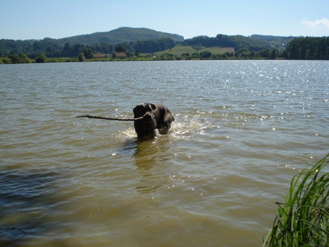 Alf na jezeru - foto povečava