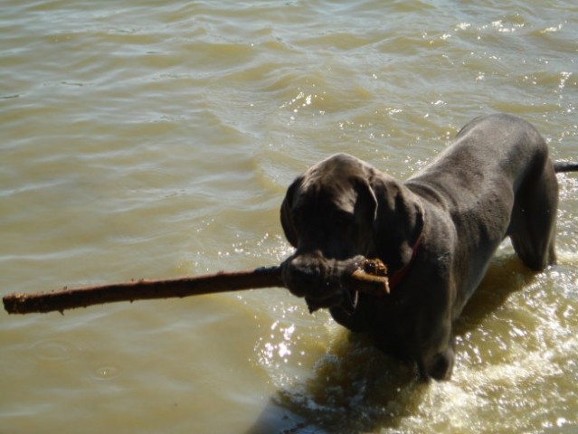 Alf na jezeru - foto