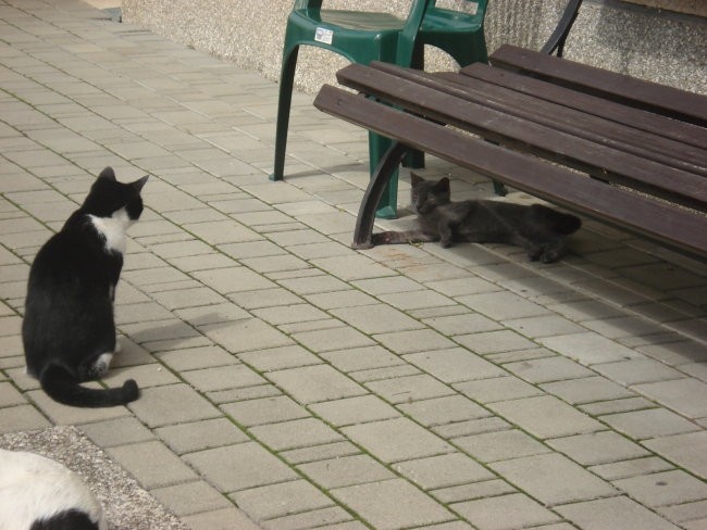 Filp, Pika in Mufi - foto povečava