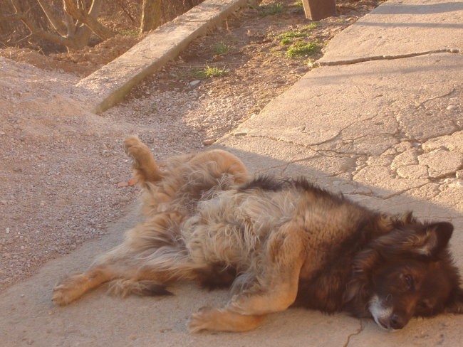 Animalz - foto povečava