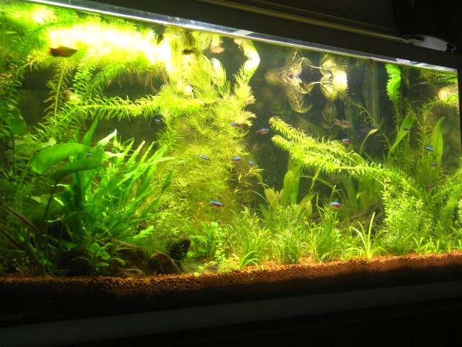 Manjši 180 l akvarij - foto povečava