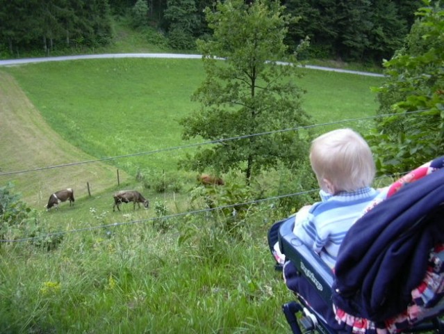 Na sprehodu v naravi (na vikendu)...opazujem kravice
