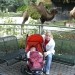 kamele v živalskem vrtu (Karlsruhe) sem prespal :-)