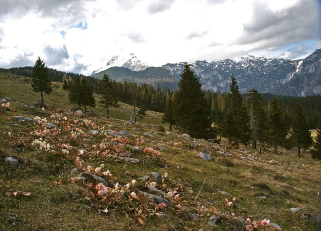 Velika planina - foto povečava