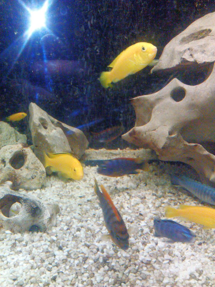 Fish - foto povečava