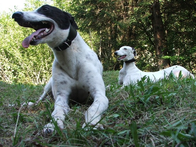 Greyhound Moo v novem domu - foto povečava