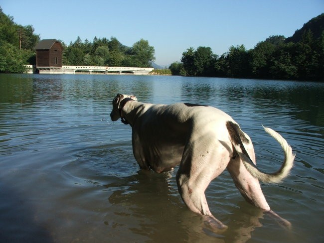 Greyhound Moo v novem domu - foto povečava
