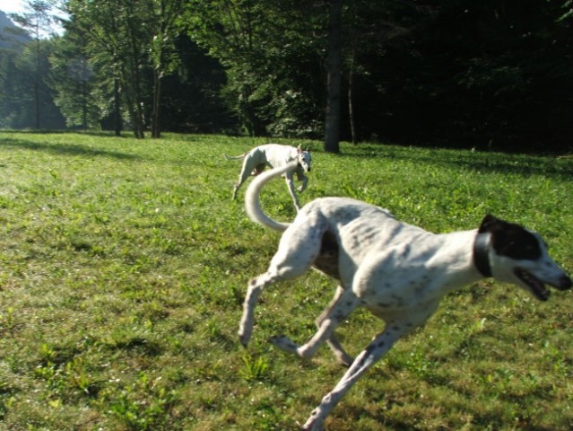 Greyhound Moo v novem domu - foto