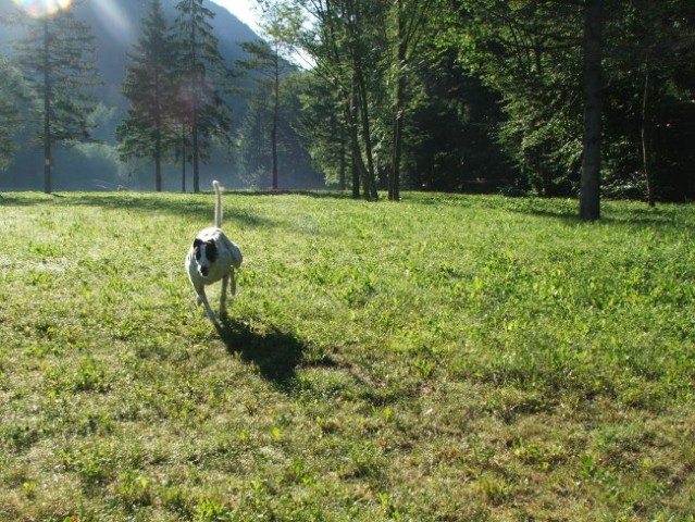 Greyhound Moo v novem domu - foto